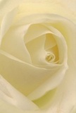 With this photo, you are welcomed into the intimate embrace of a cream-white rose, as though you're nestled among its luminous petals on a tranquil morning in Honor Oak. Each spiral leads you deeper into softness and serenity-the matte, barely-there sheen of the creamy folds evokes the freshness of dew on nearby Hilly Fields. Subtle shadows carve gentle drama throughout, underscoring the peace that surrounds this delicate bloom. The feeling is one of quiet respect, perfect for moments of sympathy, admiration, or the celebration of fresh beginnings among friends and family in SE23. For Honor Oak's florists, this rose stands as the purest symbol of reverence and hope, chosen to convey emotion where words might fail. A soft, lingering scent drifts in the air, as the floral artistry and human care poured into every arrangement-delivered to homes and hearts across Honor Oak-come to life in this single, eloquent flower.
